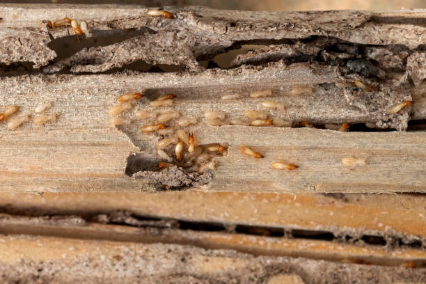 Best Affordable Pest Control Services  in Inman, SC